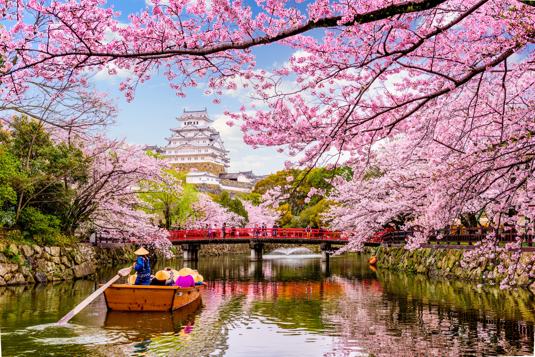 Fakta Unik Hanami, Tradisi Melihat Bunga Sakura Di Jepang! – Passpod